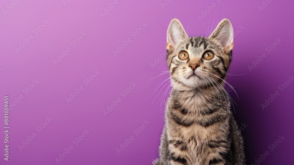 Gray Striped Cat Portrait on Purple Background Ideal Pet Image for Advertising and Veterinary Clinic Gray Striped Cat Portrait on Purple Background Ideal Pet Image for Advertising and Veterinary Clinic