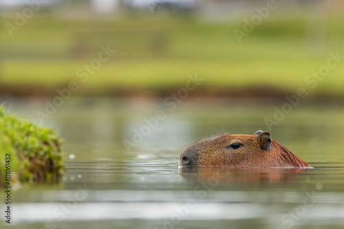 Capivara nadando / capybara swimming photo