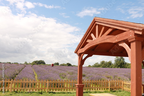 Lavender Farm in England photo