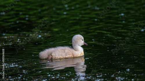 łabędzie wiosna staw dorosłe piskleta photo