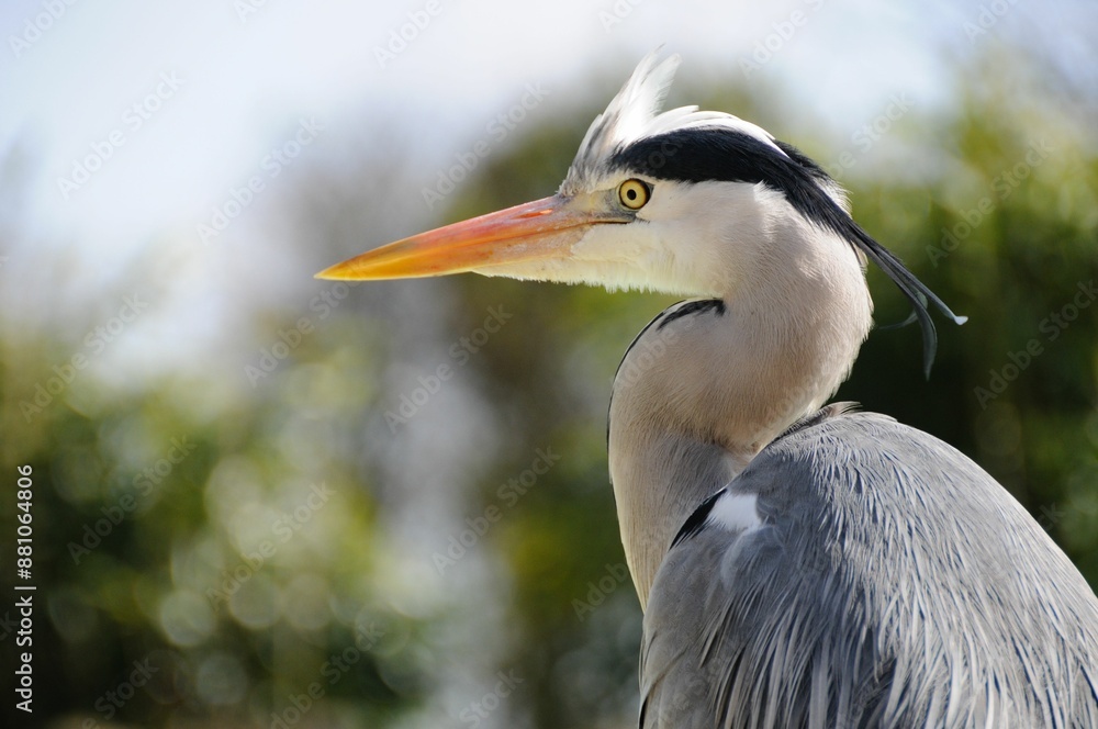 Close-up of a grey heron with an orange beak against a blurred natural background Close-up of a grey heron with an orange beak against a blurred natural background