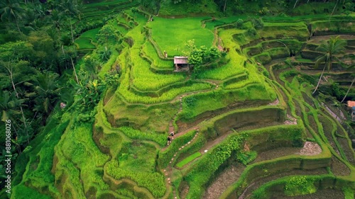 Aerial View of terrace paddy field