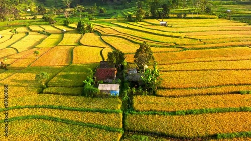 Aerial view of beautiful terraced paddy field
