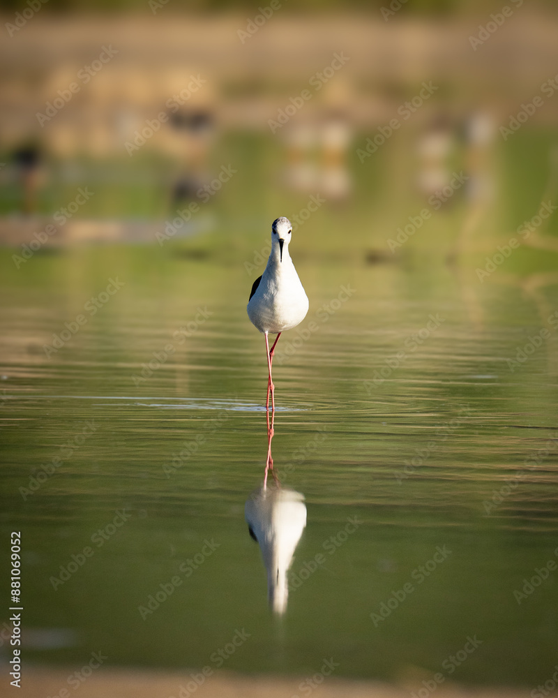 Obraz premium Bird with a deep gaze in the lake.