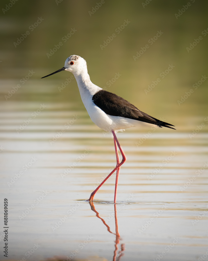 Bird dancing on the lake. Bird dancing on the lake.