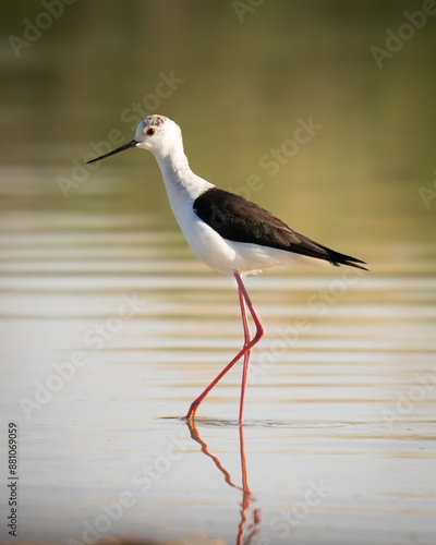 Bird dancing on the lake.