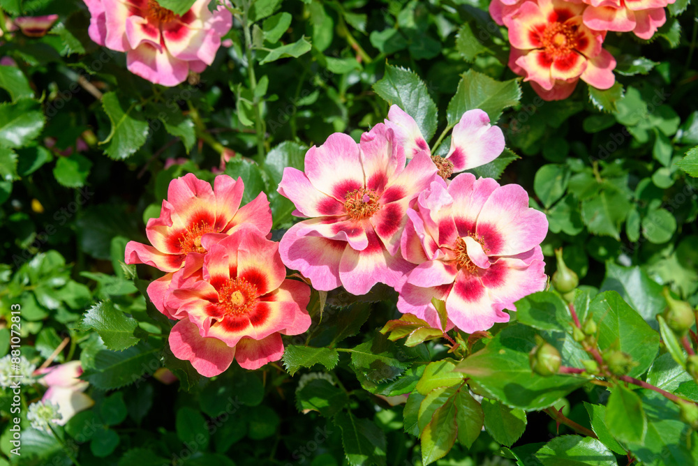 Beautiful blooming rose buds in different shades of pink. Beautiful blooming rose buds in different shades of pink.