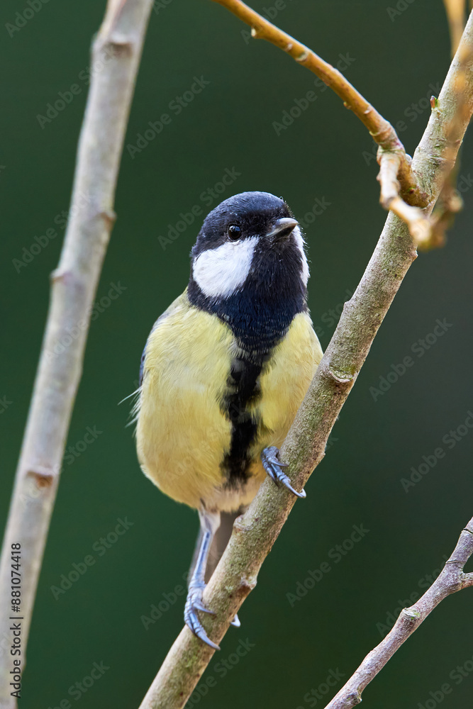 Obraz premium Great tit bird sitting on a branch in the morning ( Parus major )