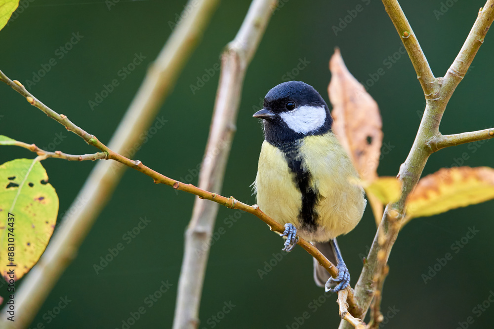 Fototapeta premium Great tit bird sitting on a branch in the morning ( Parus major )