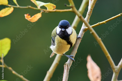 Great tit bird sitting on a branch in the morning ( Parus major )