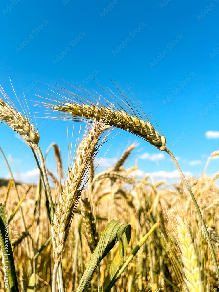 Yellow agricultural field with ripe wheat and blue sky. Harvest, future bread Yellow agricultural field with ripe wheat and blue sky. Harvest, future bread