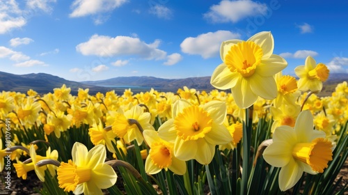 Bright yellow daffodils in lush spring field