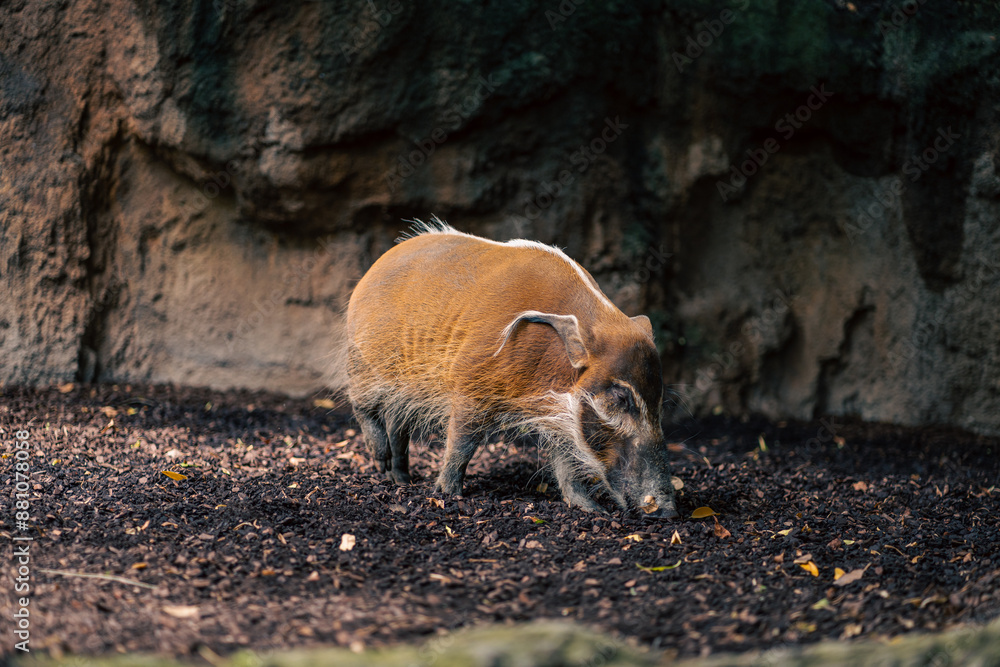 Fototapeta premium A wild boar sniffs the ground in a natural enclosure. The image captures the boar behavior and the earthy surroundings, emphasizing the animal natural habitat and the tranquility of the setting.