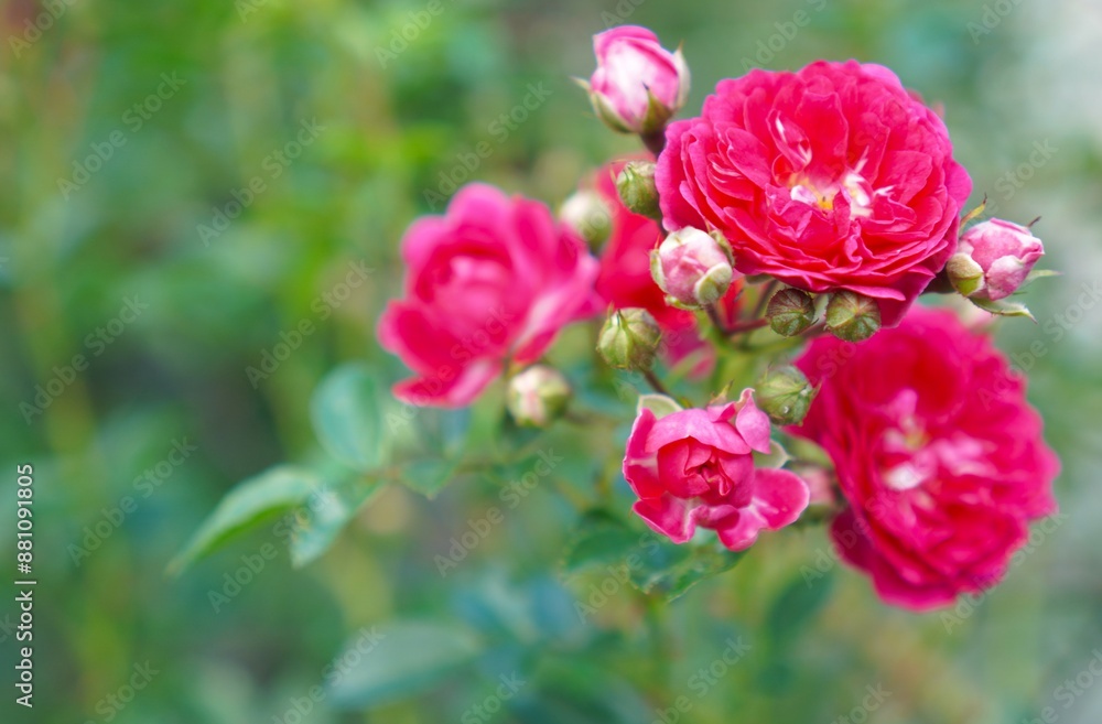macro photography with a view of terry varietal pink roses in an inflorescence on a branch of a climbing flamentanz rose on a branch among green leaves, decorating a garden fence made of mesh macro photography with a view of terry varietal pink roses in an inflorescence on a branch of a climbing flamentanz rose on a branch among green leaves, decorating a garden fence made of mesh