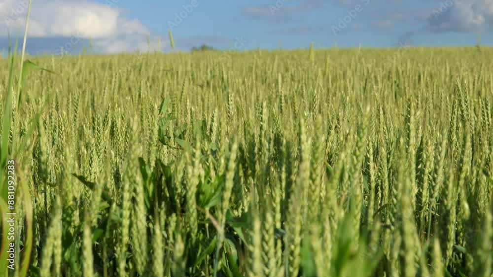 Lush wheat field under blue sky with fluffy clouds, creating a picturesque rural landscape Lush wheat field under blue sky with fluffy clouds, creating a picturesque rural landscape