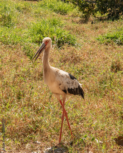 O Maguari, também chamado de Cauanã, Cegonha, Jaburu-moleque, João-grande, Mauari, Tabujajá, Tapucaiá e Tubaiaiá photo