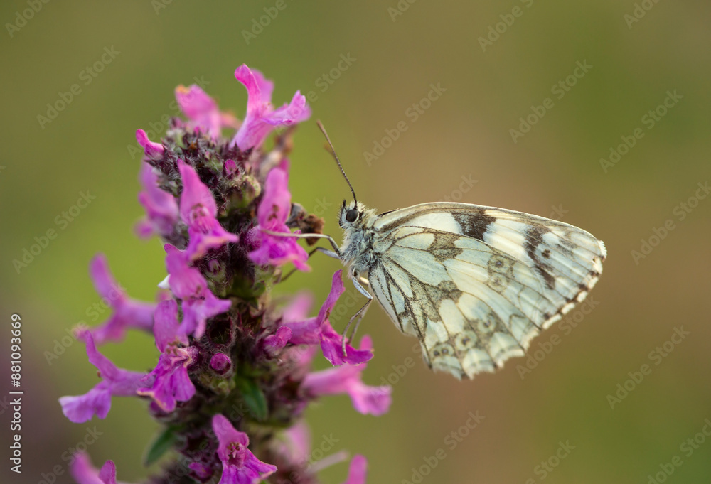 Motyl Polowiec szachownica, letnia łąka. Motyl Polowiec szachownica, letnia łąka.