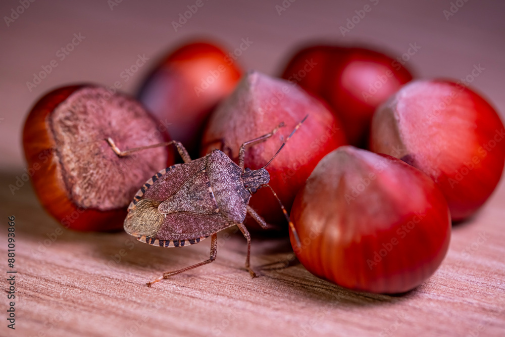 Beetle skunk beetle on hazelnuts. Macro image harmful agricultural
