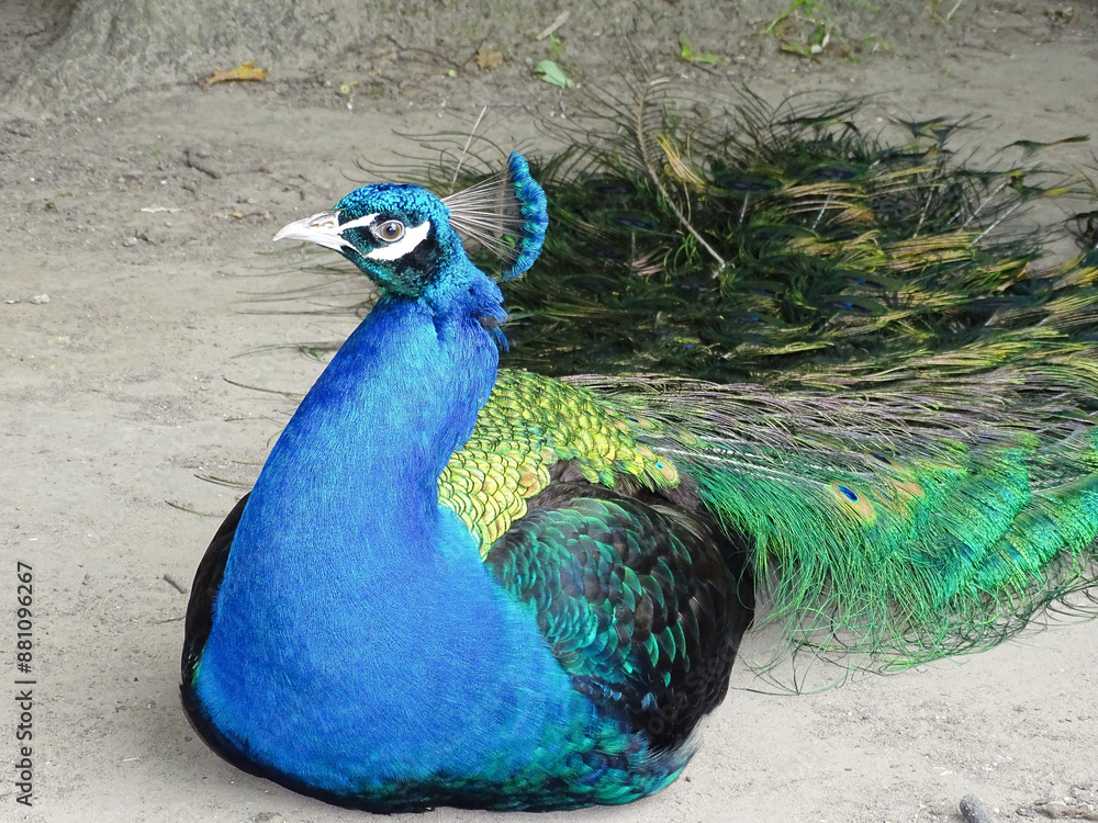 Obraz premium Portrait of a beautiful peacock