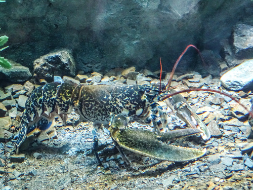 European lobster in the water