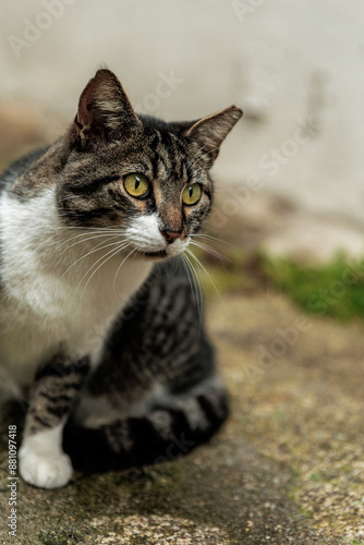 Close-up of a white, black and grey cat with green eyes