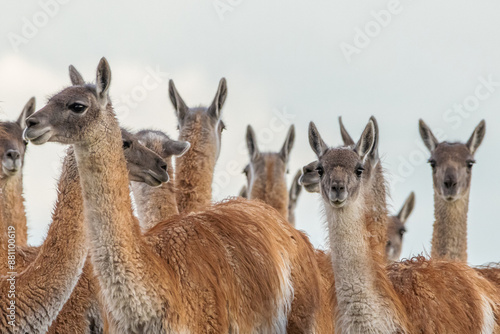 Grupo de Guanacos na Patagonia / Group of Guanacos in the Patagonia