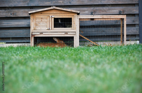 Quadro em tela A two-story wooden rabbit hutch with an animal enclosure and two lying rabbits inside is standing on the grass in the garden by a wooden fence