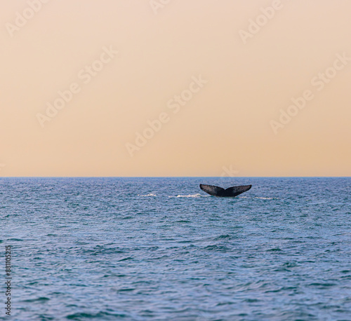 Whale tail spotted in Brazilian seas