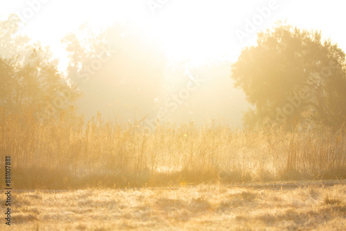 morning mist in the forest