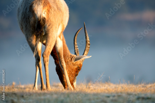 antelope in the wild