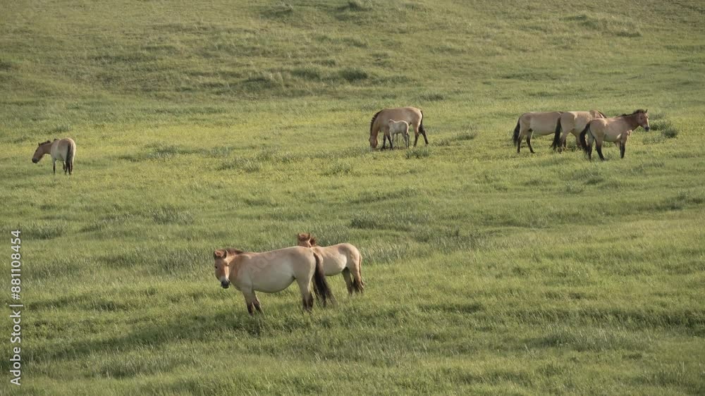 Prezewalski Wildpferd Mongolei Prezewalski Wildpferd Mongolei