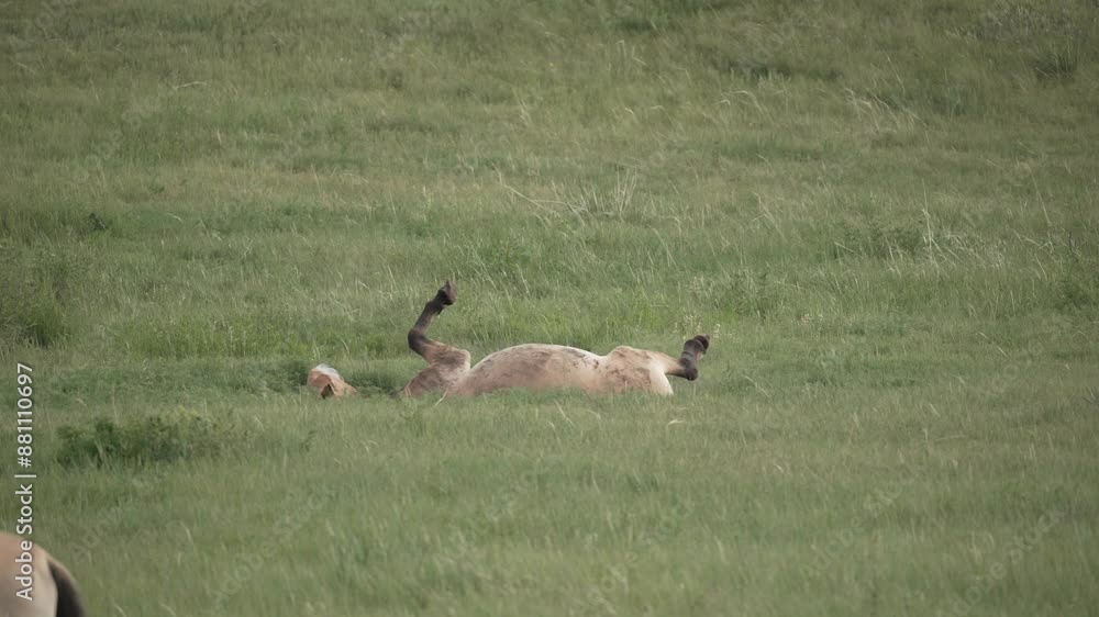 Fohlen Prezewalski Pferd Wildpferd Fohlen Prezewalski Pferd Wildpferd