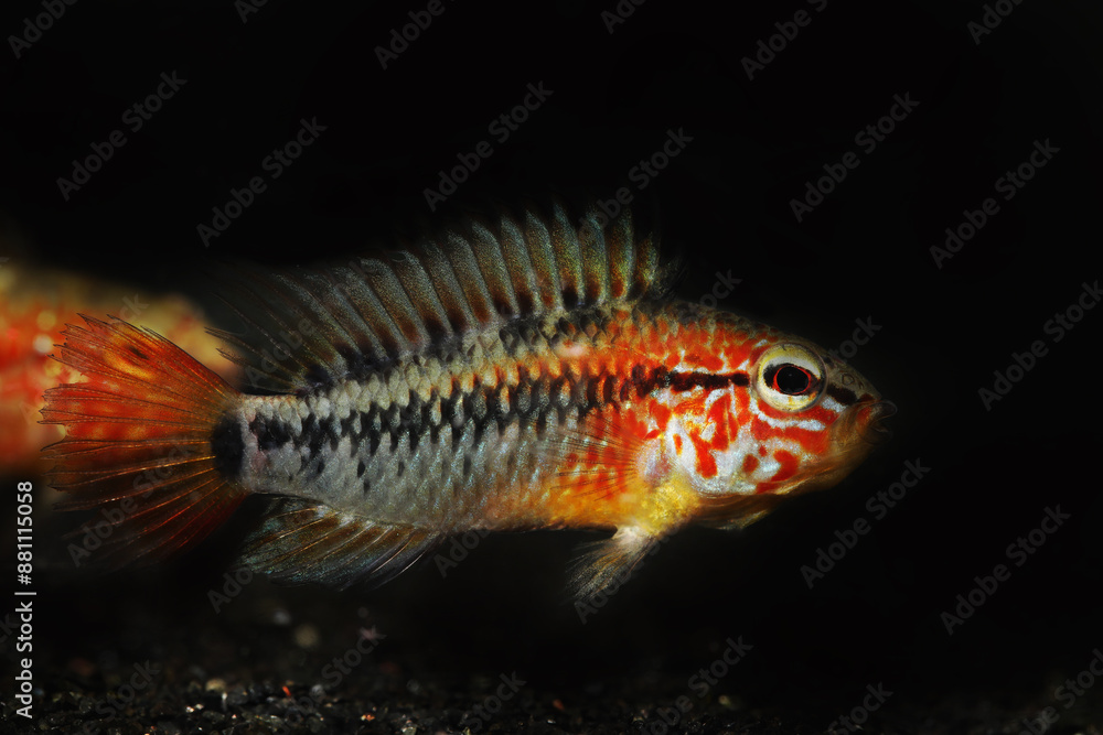 Macmaster's Apisto Dwarf Cichlid (Apistogramma macmasteri) Macmaster's Apisto Dwarf Cichlid (Apistogramma macmasteri)