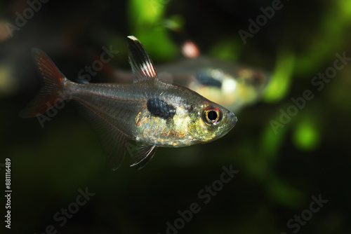 Rare tetra fish (Hyphessobrycon epicharis) from Amazon river in tropical aquarium © Pavaphon
