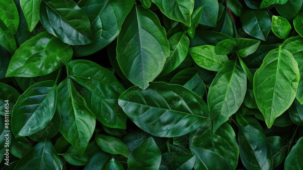 Abstract green leaf nature background