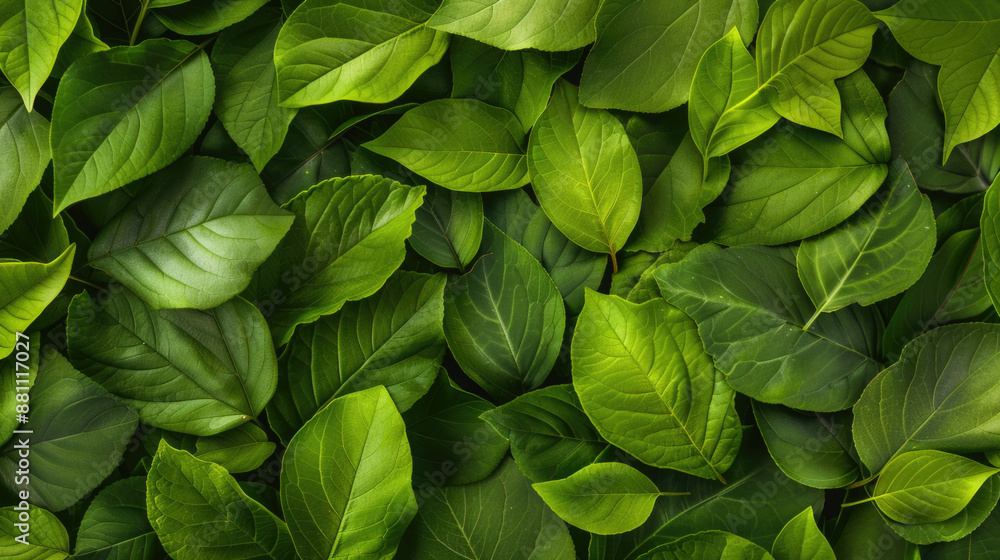 Abstract green leaf nature background Abstract green leaf nature background