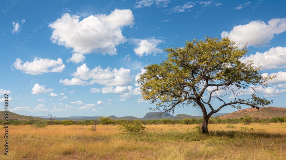 Lone Tree in African Savanna Under a Blue Sky With Fluffy Clouds Lone Tree in African Savanna Under a Blue Sky With Fluffy Clouds