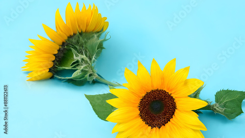 Pair of sunflowers on light blue background, 16:9, with copyspace, 300 dpi
