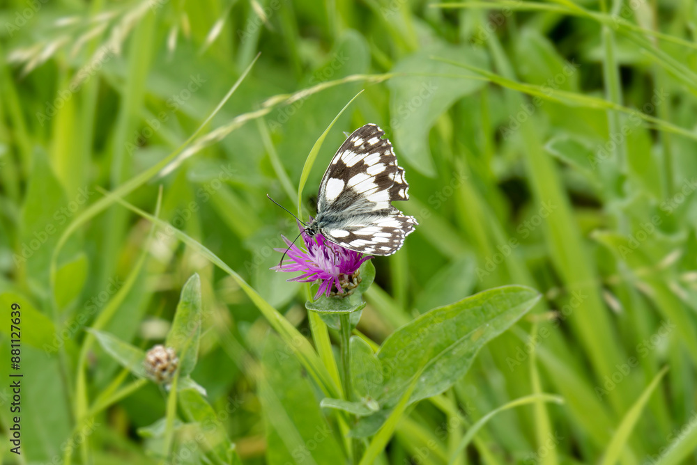 Marbled White (Melanargia galathea) butterfly sitting on a pink scabiosa in Zurich, Switzerland Marbled White (Melanargia galathea) butterfly sitting on a pink scabiosa in Zurich, Switzerland