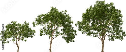 willow magnificent trees hq cut out plants