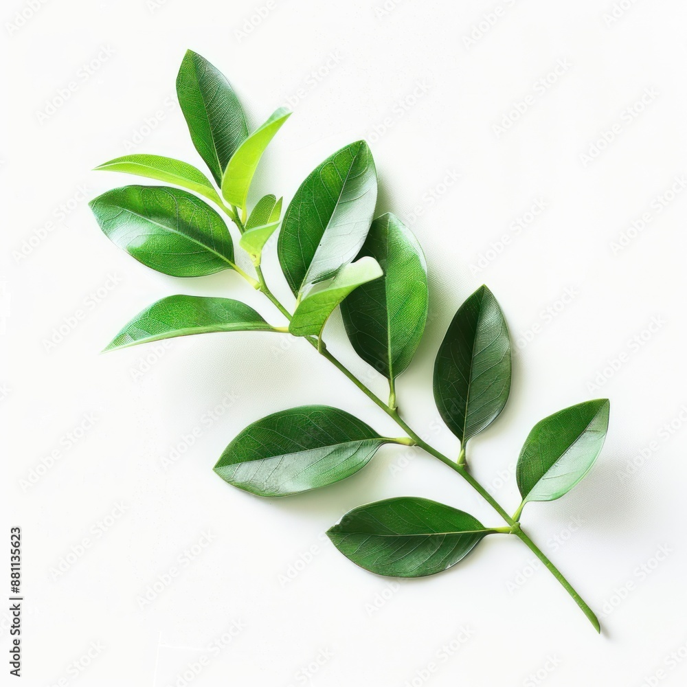 Green Leaves Branch on White Background Green Leaves Branch on White Background