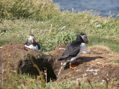 Puffins o frailecillos en la Isla de Lunga, en Escocia, Reino Unido, Europa photo