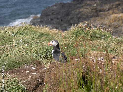 Puffins o frailecillos en la Isla de Lunga, en Escocia, Reino Unido, Europa photo