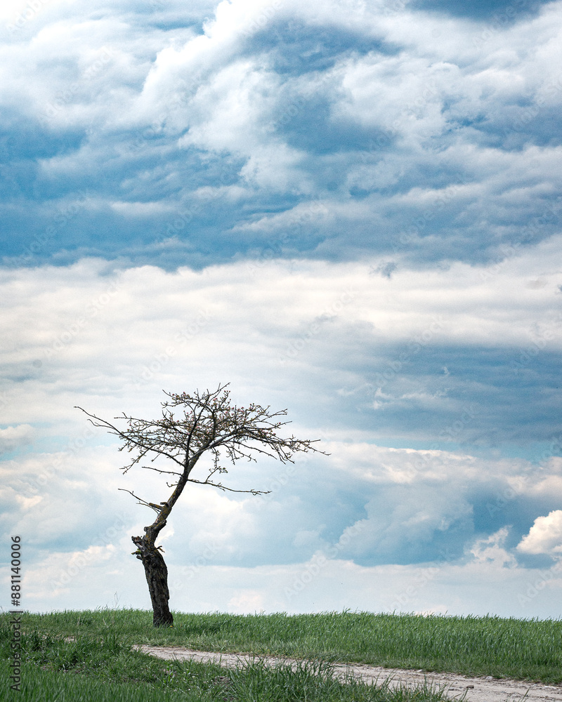 Obraz premium tree in the field