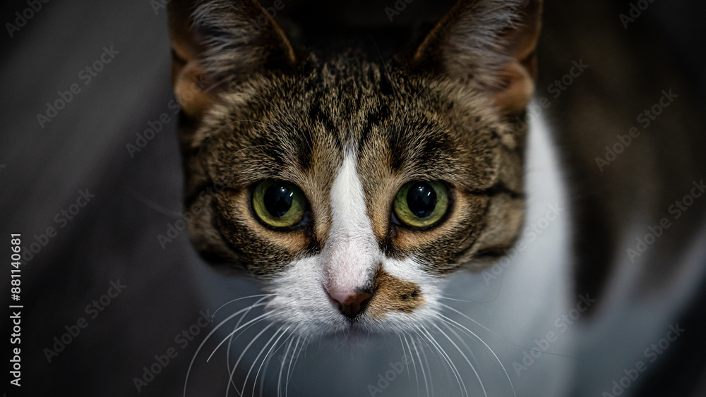 An adorable tabby cat with green eyes is portrayed in closeup under dim lighting An adorable tabby cat with green eyes is portrayed in closeup under dim lighting