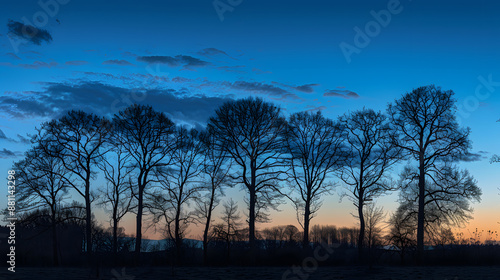 A row of trees are silhouetted against a blue sky