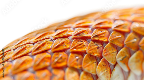 Detailed Close-up of a Snake's Scales on Clear White Background