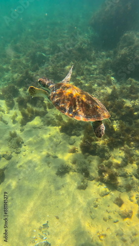 turtle swimming in arraial do cabo brazil
