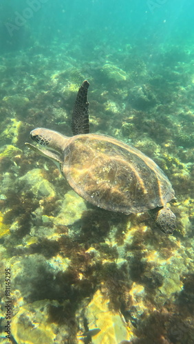 green sea turtle