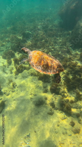 Beaut turtle swimming in brazil